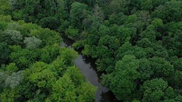 aéreo ver de el hermosa paisaje el río fluye entre el verde caduco bosque video