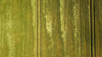 volo al di sopra di il Grano campo. agricoltura video