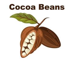 Cocoa beans. Chocolate cocoa beans tree. Organic product Doodle sketch for cafe, shop, menu. Vector illustration for label, logo, emblem, symbol.