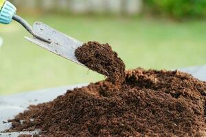 Peat moss, fertilizer soil for organic agriculture, plant growing, ecology concept. photo