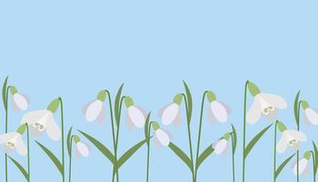 Background of snowdrops. The first spring flowers. Delicate snowdrop flowers for your design.Vector vector