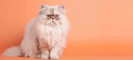 white persian cat portrait light orange gradient background. with copy space. photo