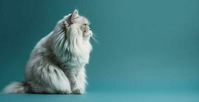 white persian cat portrait bright blue gradient background. with copy space. photo