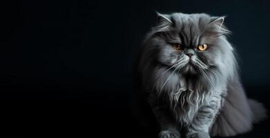 retrato de gris persa gato. negro antecedentes. con Copiar espacio. generativo ai foto