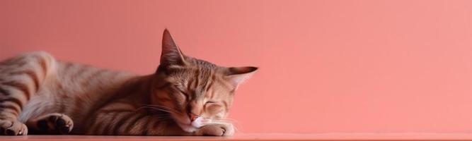 portrait of a sleeping domestic cat. pink background. with copy space. generate ai photo