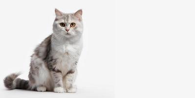 cute domestic cat portrait. white gradient background. with copy space. photo