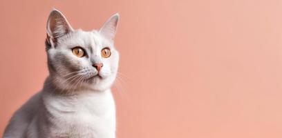 cute domestic cat portrait. pink background. with copy space. generate ai photo