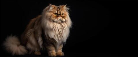 brown persian cat portrait black background. with copy space. photo