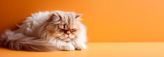white persian cat portrait relaxing orange background. with copy space. photo