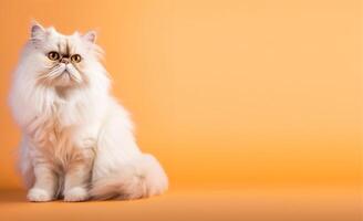 white persian cat portrait orange background. with copy space. photo