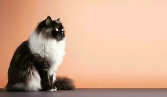 black and white persian cat portrait orange background. with copy space. produce ai photo