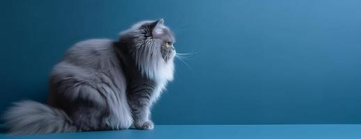 retrato de gris persa gato. azul degradado antecedentes. con Copiar espacio. generar ai foto