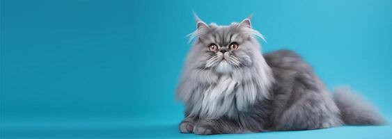 gray persian cat portrait. bright blue gradient background. with copy space. photo