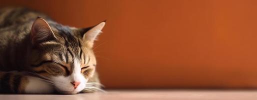 retrato de un dormido Doméstico gato. naranja antecedentes. con Copiar espacio. generar ai foto