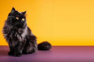 negro persa gato retrato amarillo y púrpura antecedentes. con Copiar espacio. generativo ai foto
