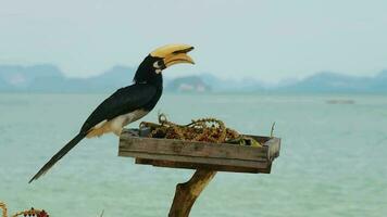 skön hornbill fågel stående på de kant nära blå hav video