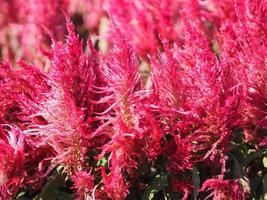 Cocks comb, Foxtail amaranth, red color Celosia argentea AMARANTHACEAE flowers blooming in garden blurred of nature background, Celosia plumose, Plumed Celusia, Wool Flower photo