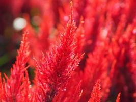 Cocks comb, Foxtail amaranth, red color Celosia argentea AMARANTHACEAE flowers blooming in garden blurred of nature background, Celosia plumose, Plumed Celusia, Wool Flower photo