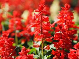 red flower bloom in garden photo