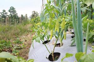 Chili tree beside spring onion growing in a field photo