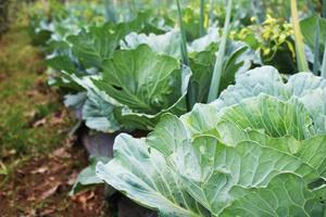 Side view of young cabbage plants growing close together photo