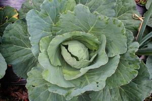 young cabbage plants top view in organic farming field photo