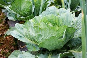 Closeup of young cabbage plant with fresh vegetable leaves photo