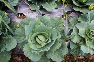 Young green cabbage grow on soil covered with plastic mulch photo