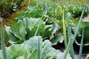 Cabbage plants grown close to spring onions. Diversified farming concept photo