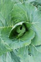 Closeup of a green cabbage head growing as a fresh photo