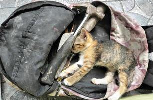 un pequeño gato duerme en un manitas desgastado bolso en un Sureste asiático país foto