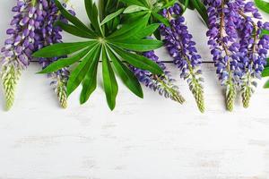 Summer purple lupine flowers on  white wooden background. photo