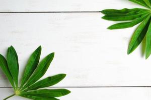 Green tropical leaves on white wooden background. photo