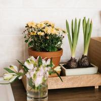 primavera escandinavo decoración de un acogedor hogar, interior flores en un maceta y en un florero, jacintos foto