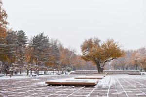 Nevado otoño parque en Taskent. antiguo avión árbol foto