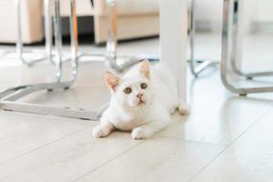 A white cat who was rescued on the street, with a sore eye, sits on the floor in the house and looks carefully photo