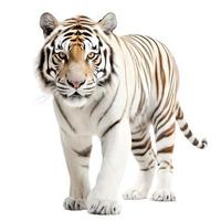 Tiger isolated on white background. Transparent use for T shirt screen, fabric , print, cover, banner and invitation. photo