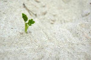 dune whit small plant photo