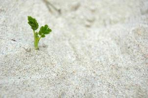 dune whit small plant photo