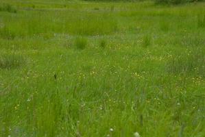 grass spring green photo