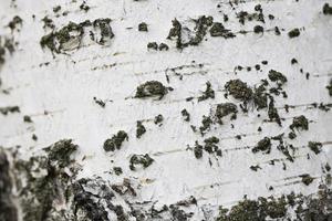 white Birch bark photo