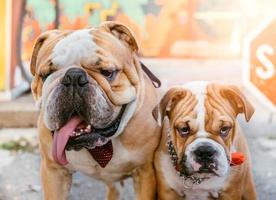 retrato de grande y pequeño Inglés bulldogs foto