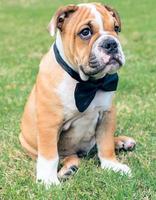 English bulldog pup photo
