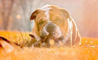 Portrait of playful English bulldog photo
