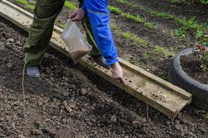 manual planting of seeds in the garden in spring. photo