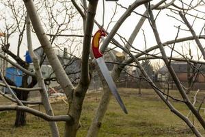 una herramienta agrícola, una sierra colgada en la rama de un árbol después de la poda. foto