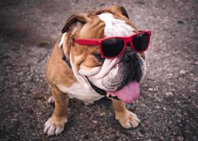 Portrait of english bulldog with sunglasses photo