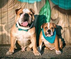 Cute English bulldogs photo