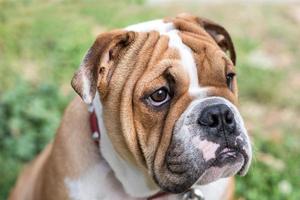 Young English bulldog portrait photo