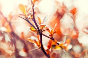 Blossom of the orange tree photo